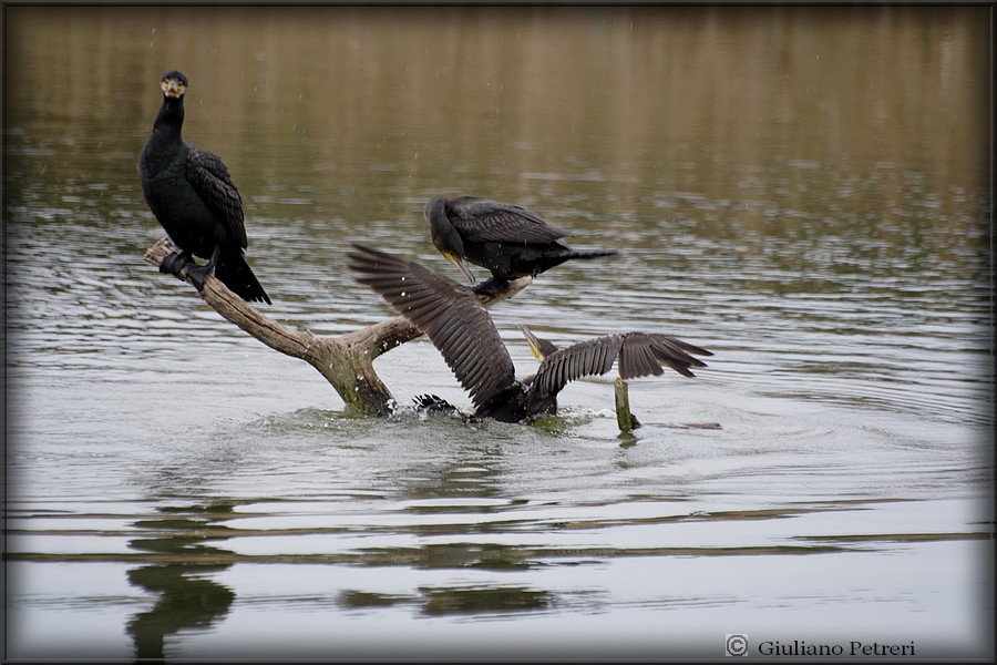 cormorano vs cormorano.